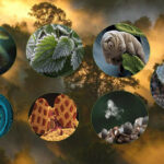 Janine Benyus on Becoming a Welcome Species: Biomimicry and the Art of Generous Design