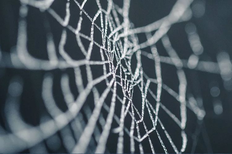 Spider-inspired Silk company (Spintex) awarded $100k Ray of Hope Prize--Biomimicry Institute