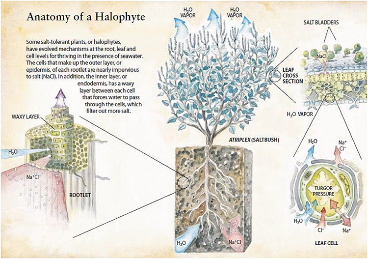 Anatomy of Halophyte - Infograph