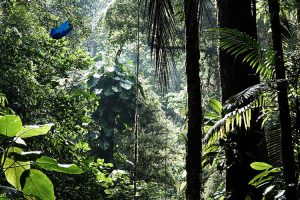 Saving Biodiversity-Investing in Climate Change is Not Enough-by Vicki Benjamin-Karner Blue Capital