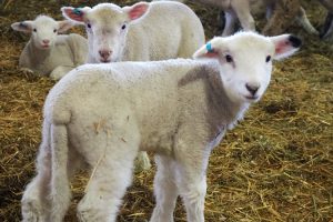 Reaping the Promise of Regenerative Agriculture by Craig Wichner - Farmland LP