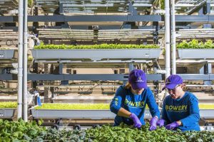 Why the World of Vertical Farming has become so hot