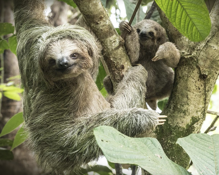 Sloths at Finca Nueva Lodge