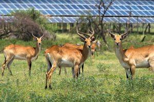 Tourism Destinations Begin Transition to a Green Economy