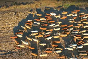 Climate Risks Threaten Investor Appetite for Livestock Production by Sofia De La Parra - FAIRR