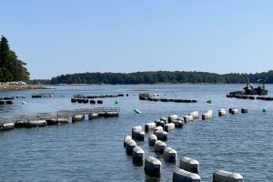 Love Point Oysters CEI Maine