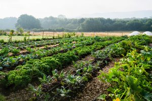 Investing in Value Creation through Regenerative Agriculture