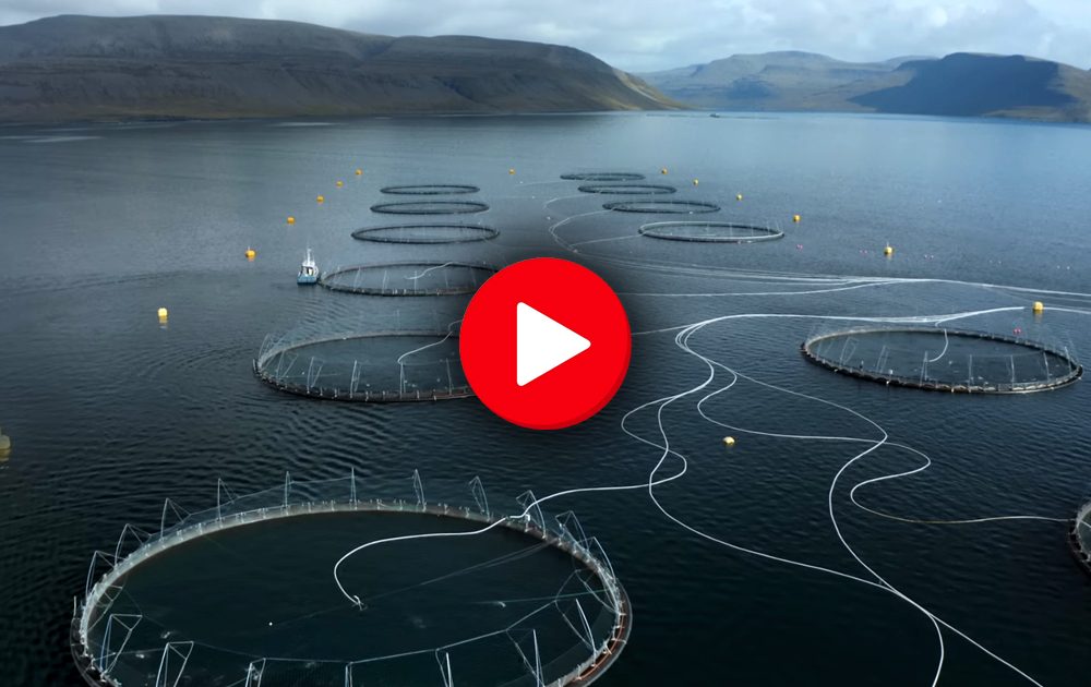 A Salmon Nation from Patagonia films