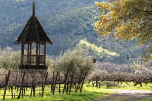 45 Years of Sustainability at Frey Vineyards by Molly Frey