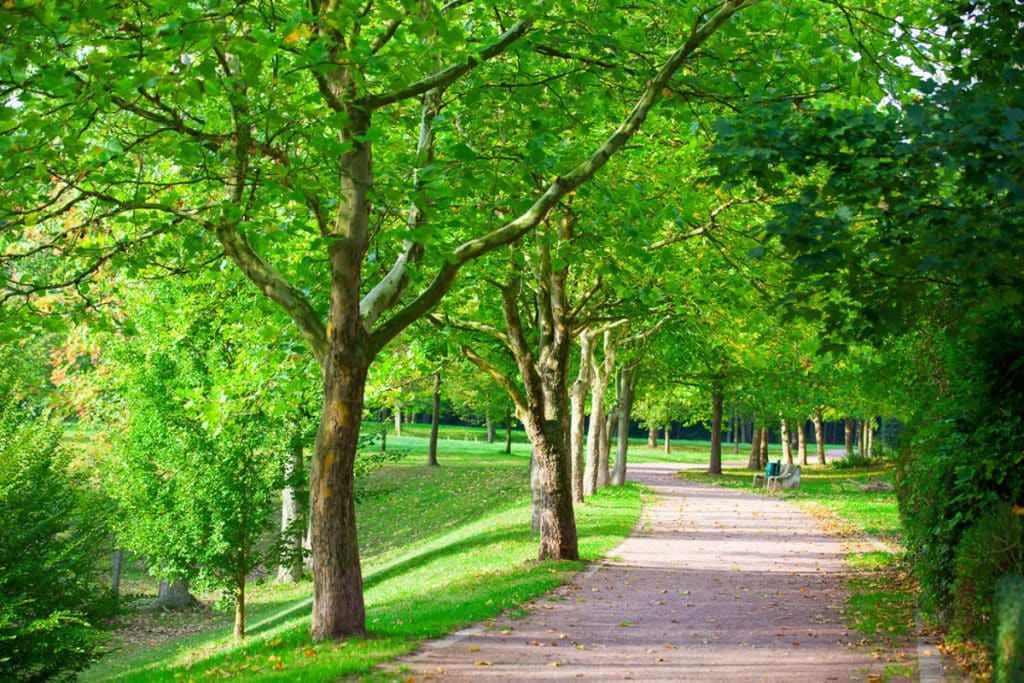 Pedestrian walkway for exercise lined up with beautiful tall trees