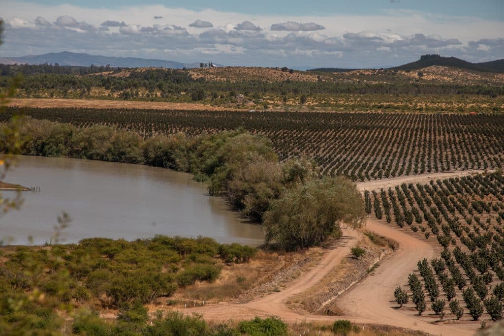 Corylus farm and lake. At this new hazelnut farm in Chile, climate‑aligned water management is supporting a more resilient landscape — productive agriculture and nature working side-by-side. 