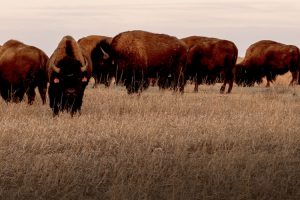 Change the Lending Paradign-a model of success in Native AG Finance by Akiptan