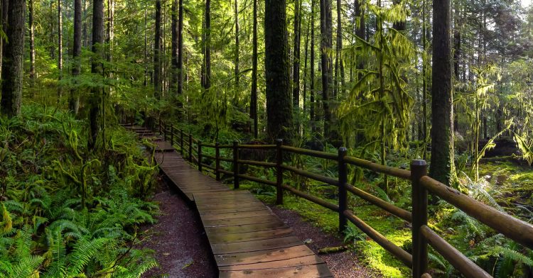 Lynn Canyon Park, North Vancouver, British Columbia, Canada. Beautiful Wooden Path in the Rainforest during a wet and rainy day with sunny break.